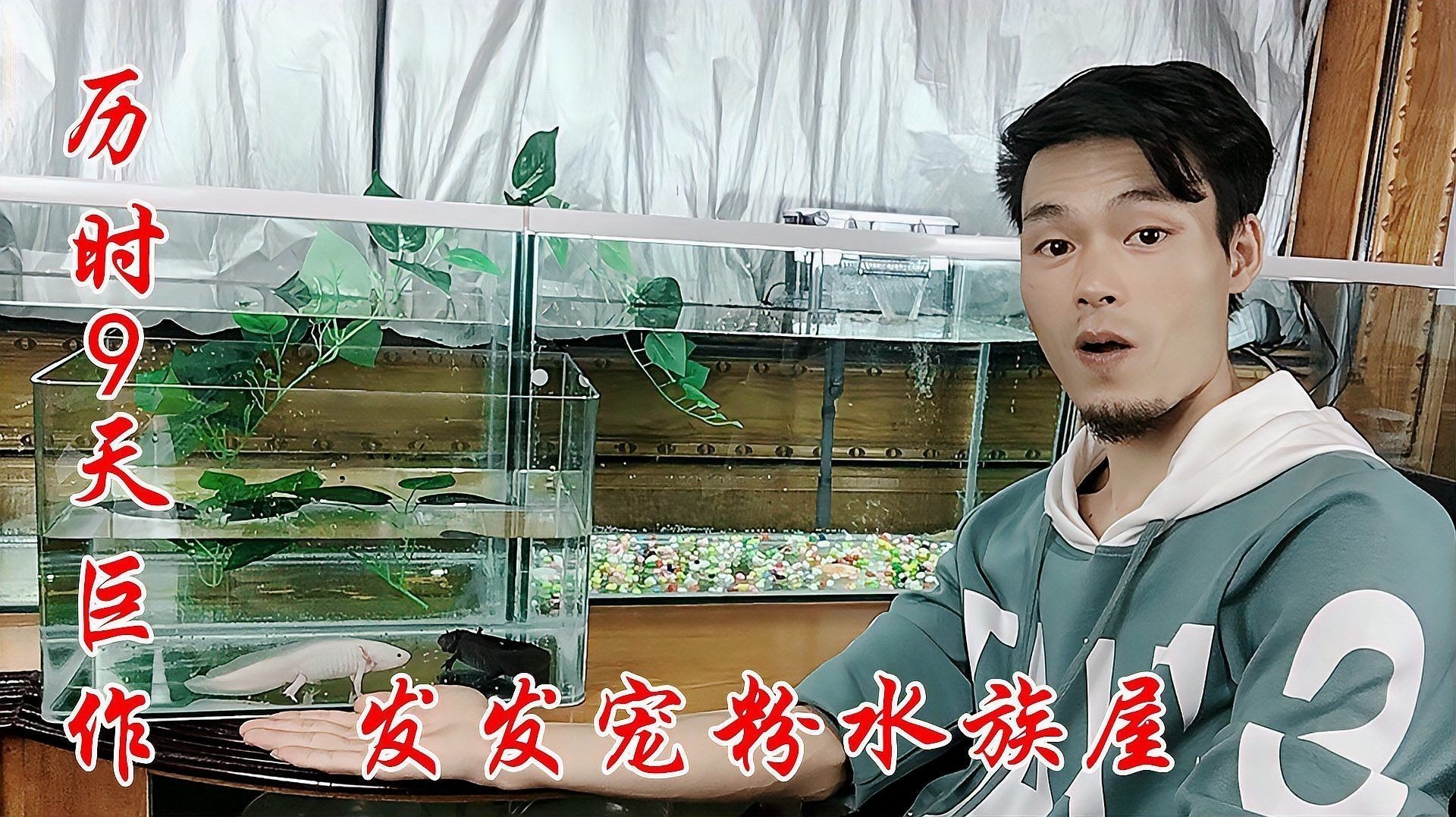 恐龍魚最貴的品種值多少錢