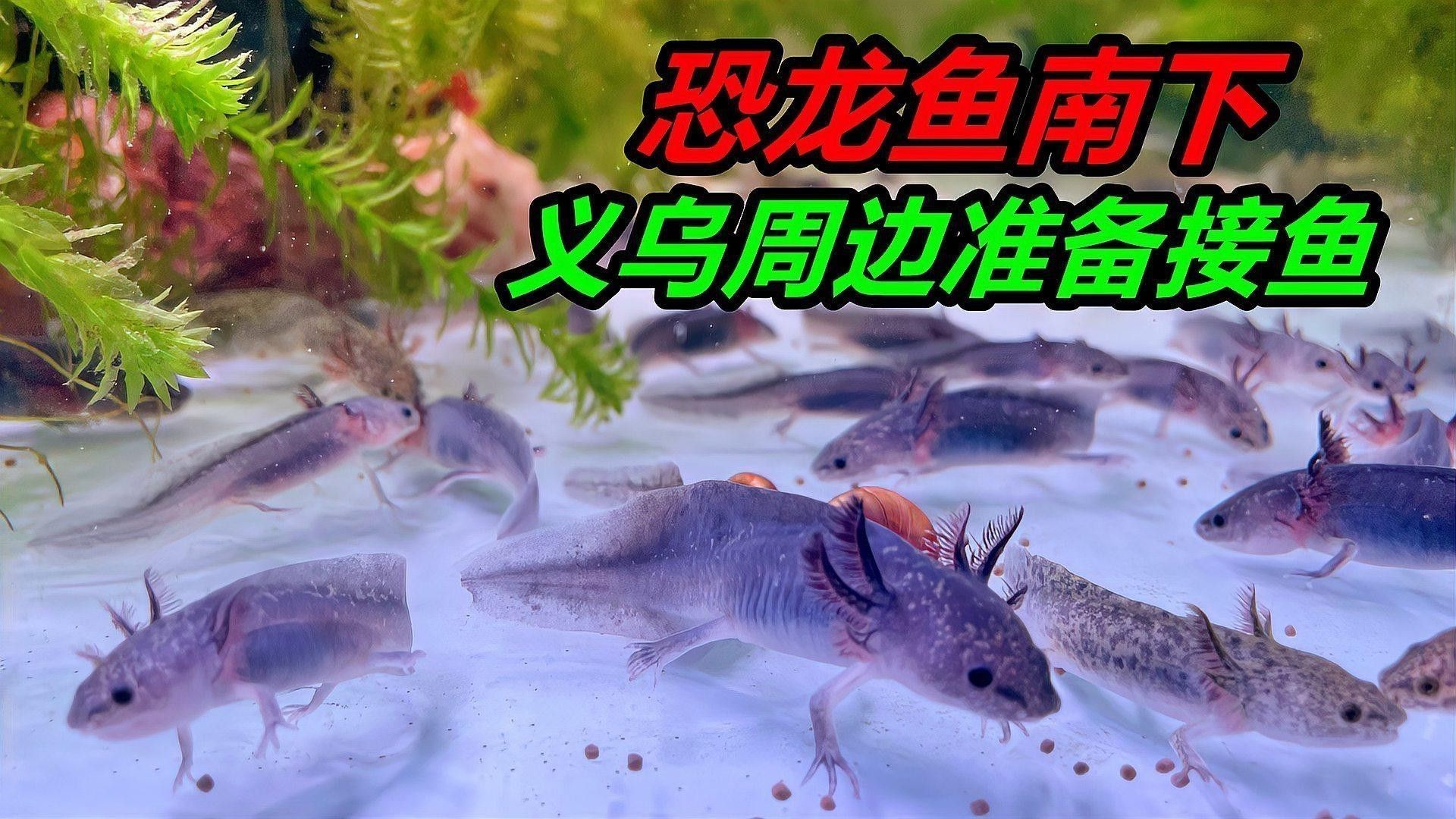 恐龍魚最貴的品種值多少錢