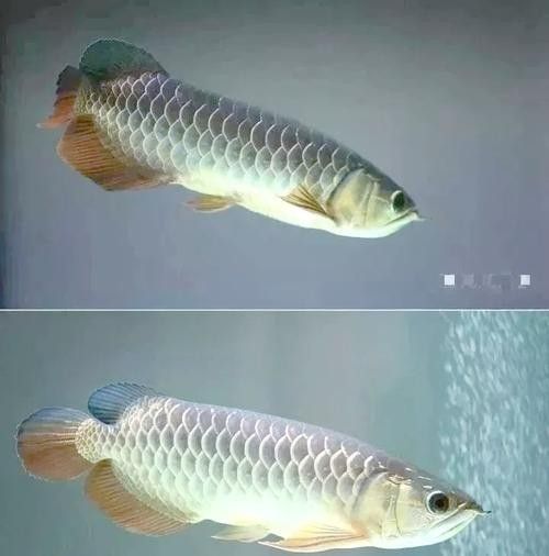 銀龍魚發色過程圖解大全大圖