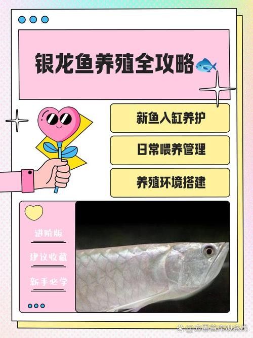 銀龍魚發色過程圖解大全大圖
