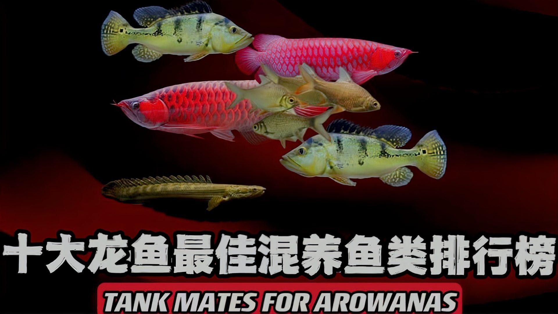龍魚(yú)配虎魚(yú)和鸚鵡魚(yú)哪個(gè)好