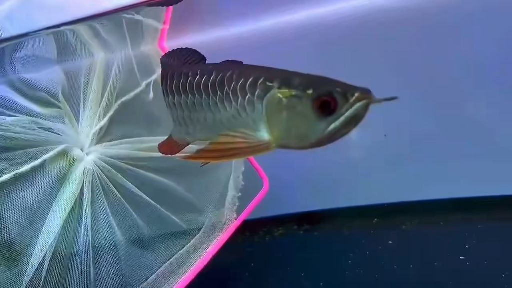 紅龍魚成長過程視頻播放：紅龍魚成長過程視頻，從幼魚到成魚的華麗蛻變