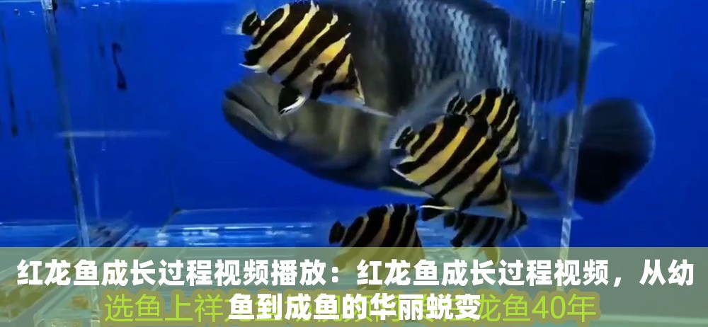 紅龍魚成長過程視頻播放：紅龍魚成長過程視頻，從幼魚到成魚的華麗蛻變
