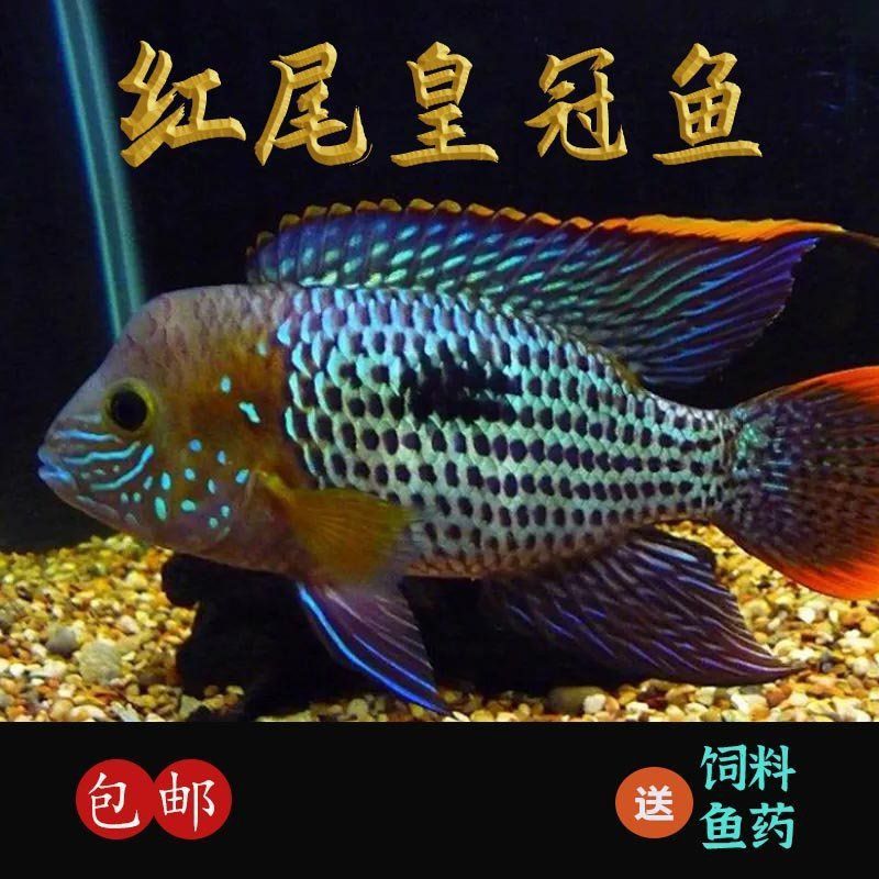 藍面財神魚好看嗎
