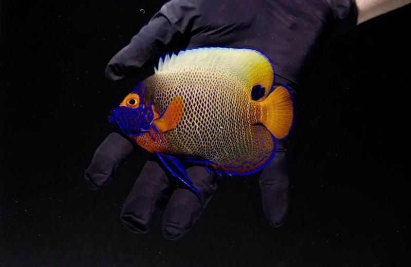 藍面財神魚好看嗎