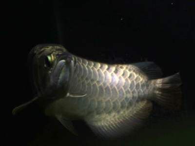 養龍魚沖浪泵放什么位置好 養龍魚沖浪泵放什么位置好 龍魚百科 第2張
