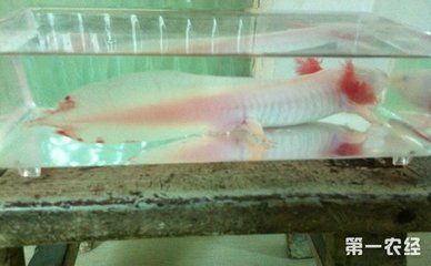 龍魚一缸可以養幾條：龍魚的養殖數量受到多種因素影響