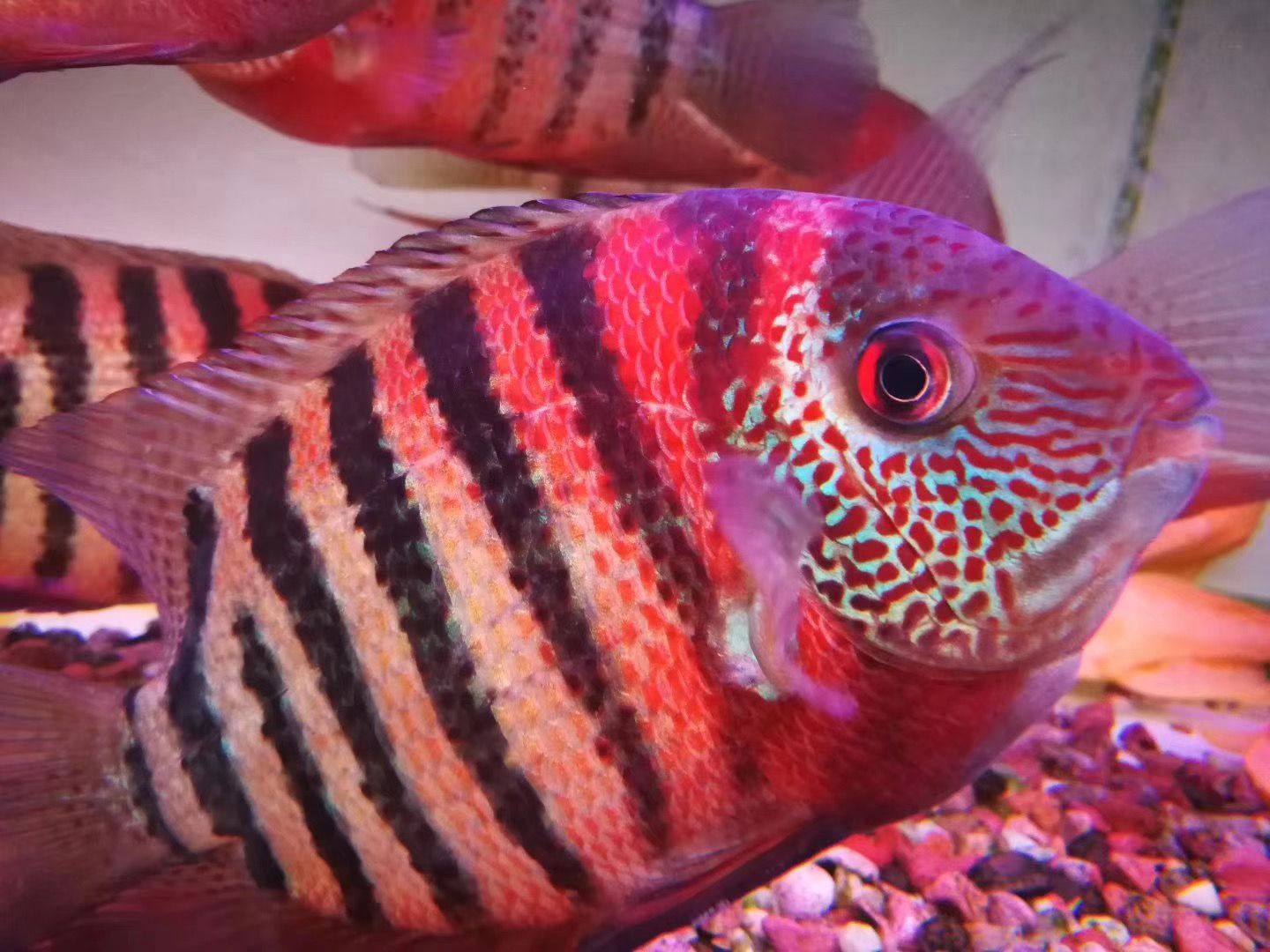 龍魚的虎斑是什么顏色的：不同品種龍魚虎斑特點比較,龍魚虎斑與鱗框顏色關系