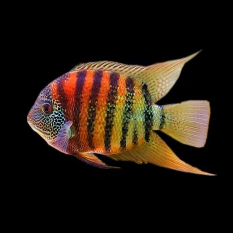 龍魚的虎斑是什么顏色的：不同品種龍魚虎斑特點比較,龍魚虎斑與鱗框顏色關系
