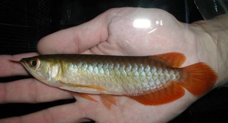 龍魚的虎斑是什么顏色的：不同品種龍魚虎斑特點比較,龍魚虎斑與鱗框顏色關系
