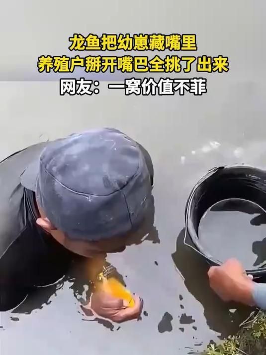 能給出更多龍魚養殖案例嗎？