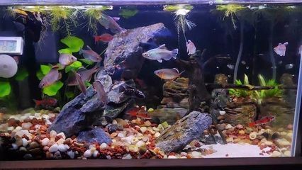 龍魚擺放的風水位置：龍魚在不同空間中的放置方式及其風水意義