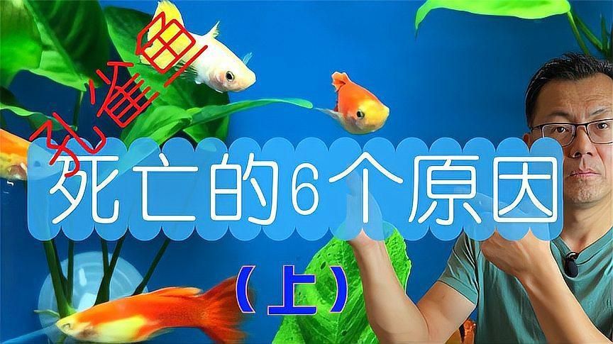 孔雀魚總是死什么原因