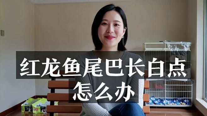 如何判斷紅龍魚是否患白點病？