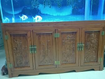 一米五魚缸養金龍魚可以嗎（一米五的魚缸可以養1-2條金龍魚，但需要注意什么）