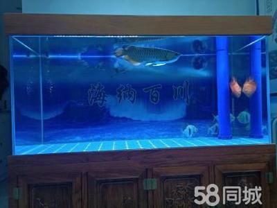 一米五魚缸養金龍魚可以嗎（一米五的魚缸可以養1-2條金龍魚，但需要注意什么）