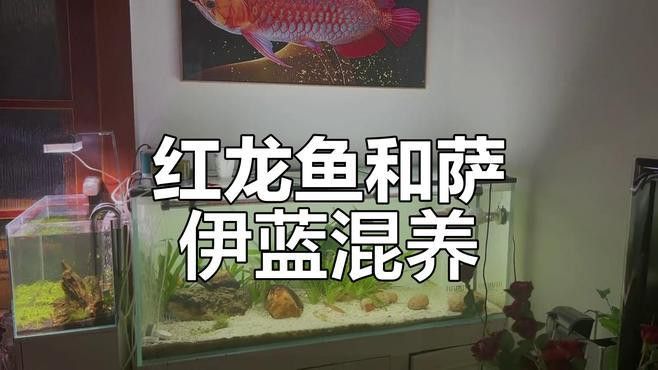 巨暴魚能和龍魚混養嗎圖片