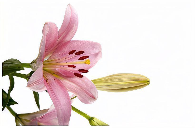 龍王最?lèi)?ài)的3個(gè)屬相