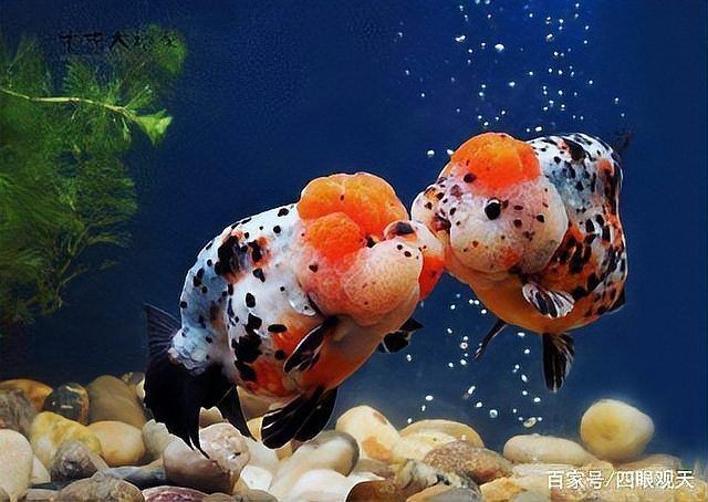 金魚魚鱗滲血