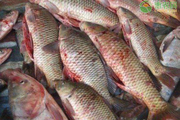 金魚魚鱗滲血