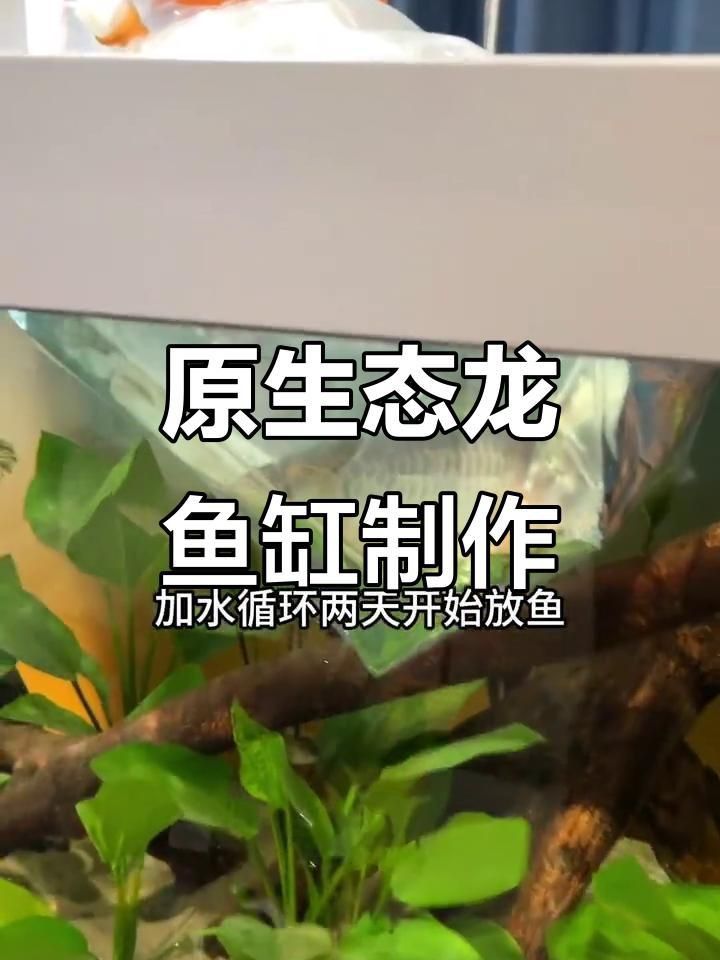 龍魚生態魚缸