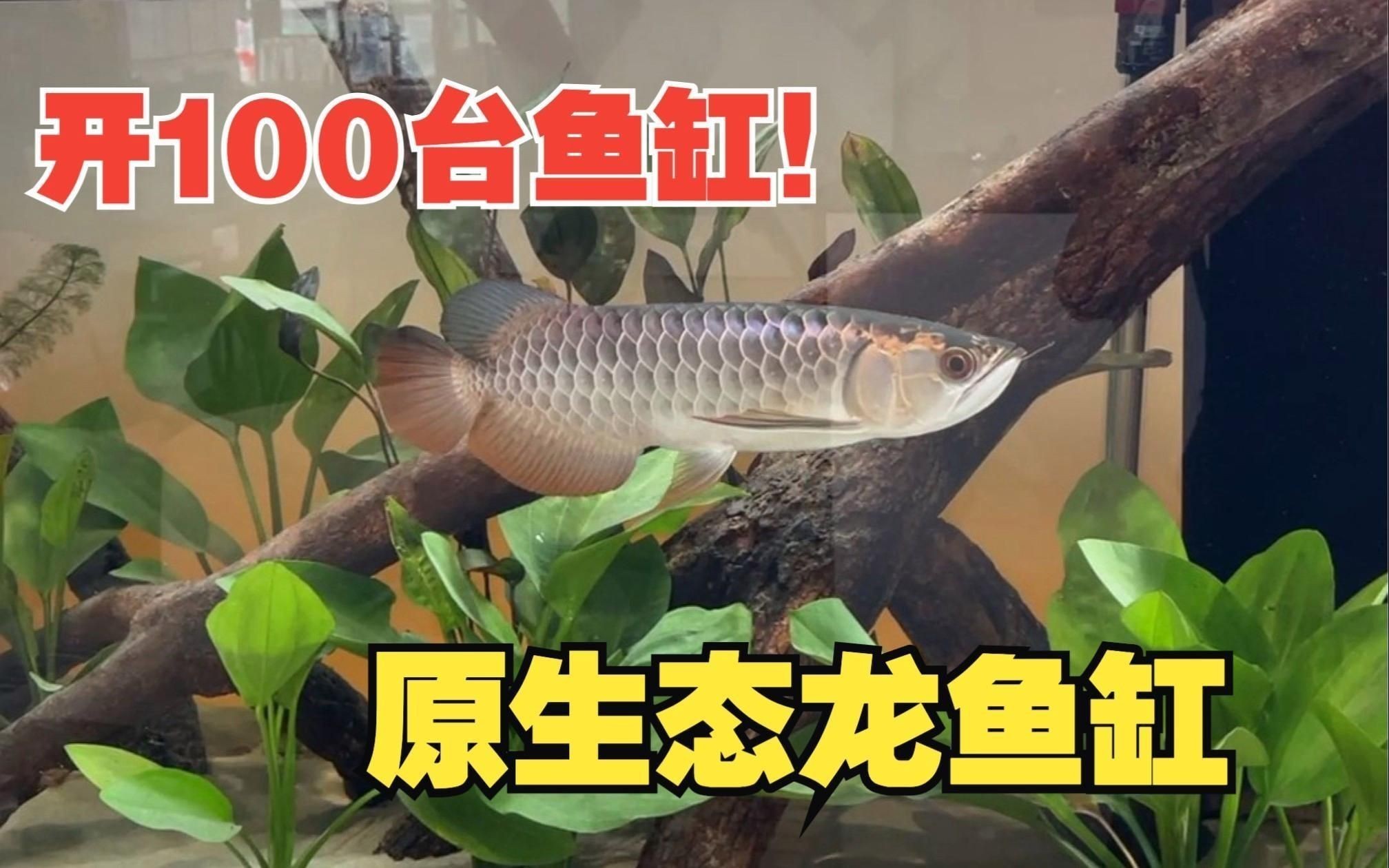 龍魚生態魚缸