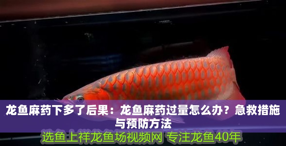 龍魚麻藥下多了后果：龍魚麻藥過量怎么辦？急救措施與預防方法