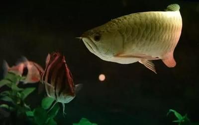 龍魚身上有白毛：如何預防龍魚身上出現白毛