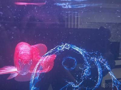 龍魚身上有白毛：如何預防龍魚身上出現白毛