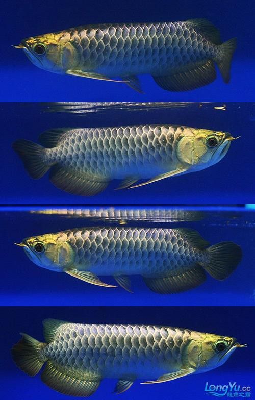 藍色金龍魚圖片大全欣賞圖