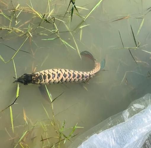藍色金龍魚圖片大全欣賞圖