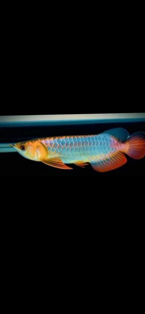 藍色金龍魚圖片大全欣賞圖