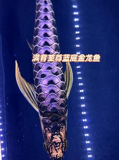 藍色金龍魚圖片大全欣賞圖