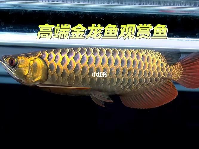 藍色金龍魚圖片大全欣賞圖