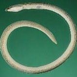 土龍魚是什么魚類