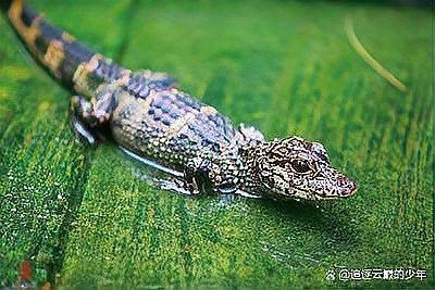 土龍魚是什么魚類