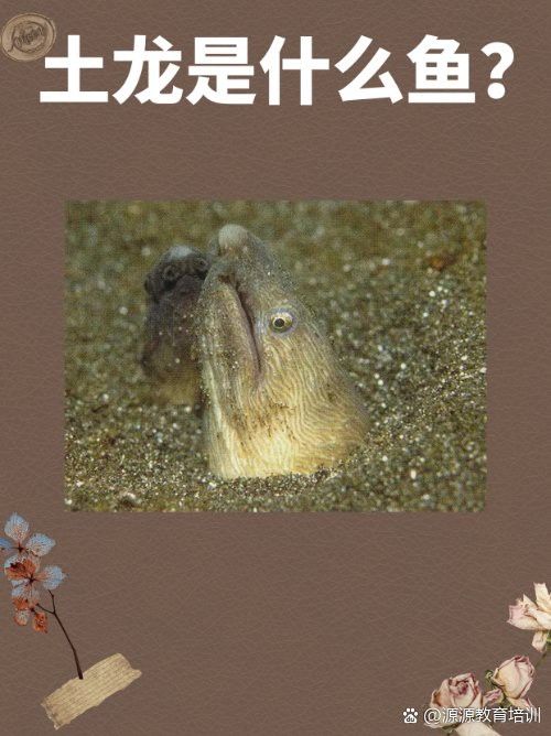 土龍魚是什么魚類