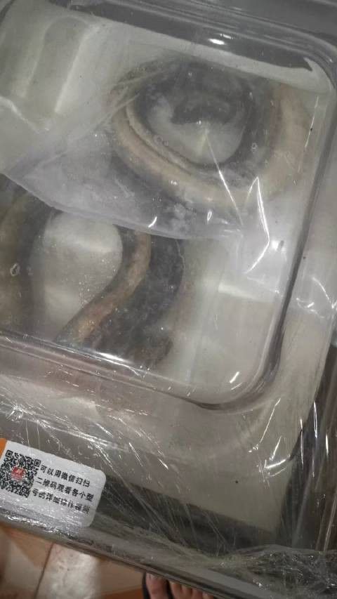 土龍魚是什么魚類