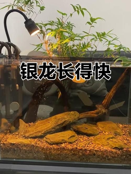 銀龍魚苗一個月能長多大啊圖片