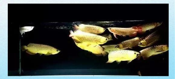 星點龍魚能和銀龍魚混養嗎