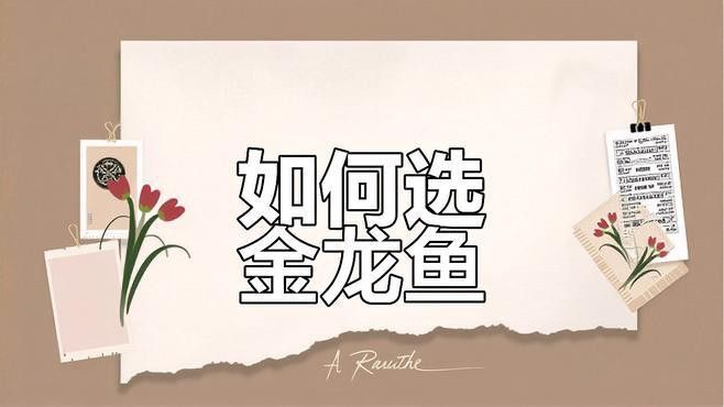 金龍魚寶石和高背區別 金龍魚寶石和高背區別 龍魚百科 第7張