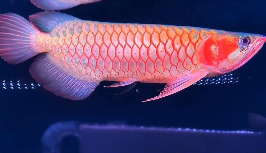 白玉紅龍魚圖片欣賞大全