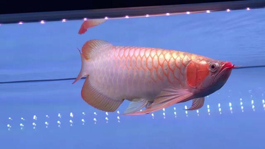 白玉紅龍魚圖片欣賞大全