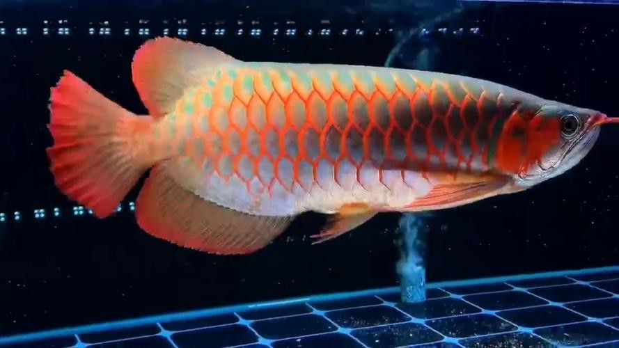 白玉紅龍魚圖片欣賞大全