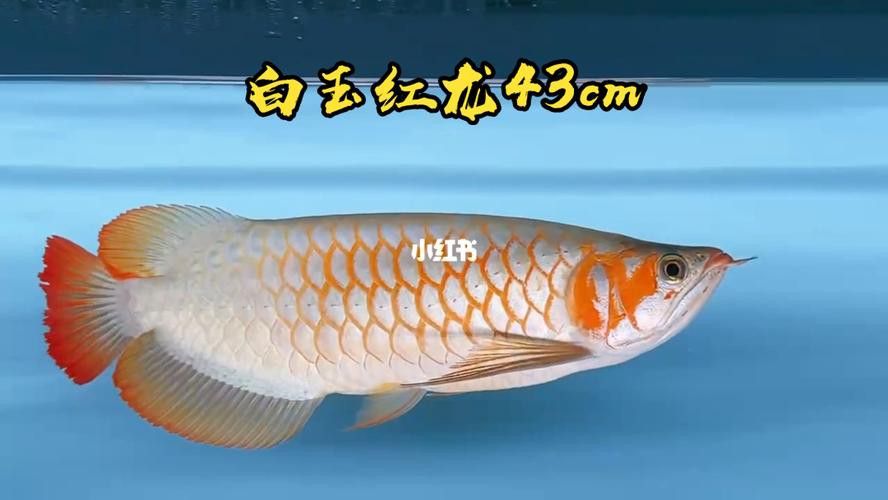 白玉紅龍魚圖片欣賞大全
