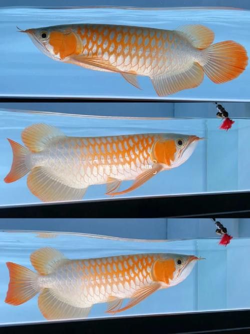 白玉紅龍魚圖片欣賞大全