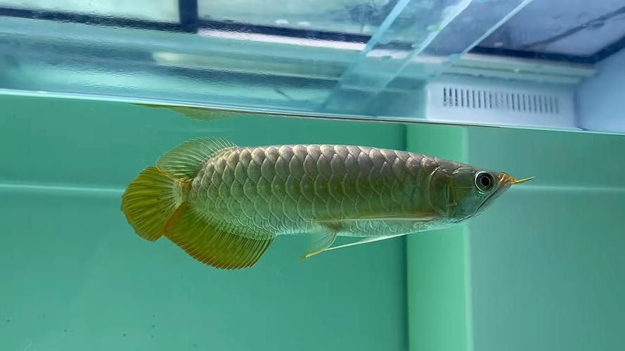 白玉紅龍魚圖片欣賞大全