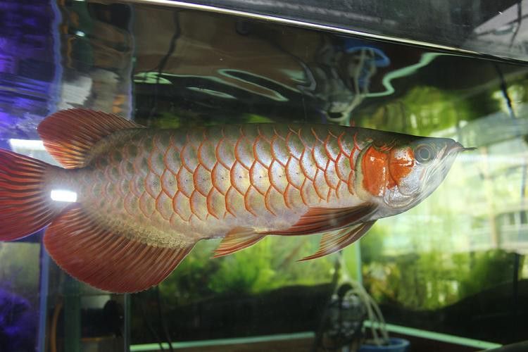 白玉紅龍魚圖片欣賞大全