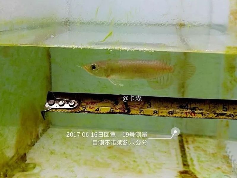 白玉紅龍魚圖片欣賞大全