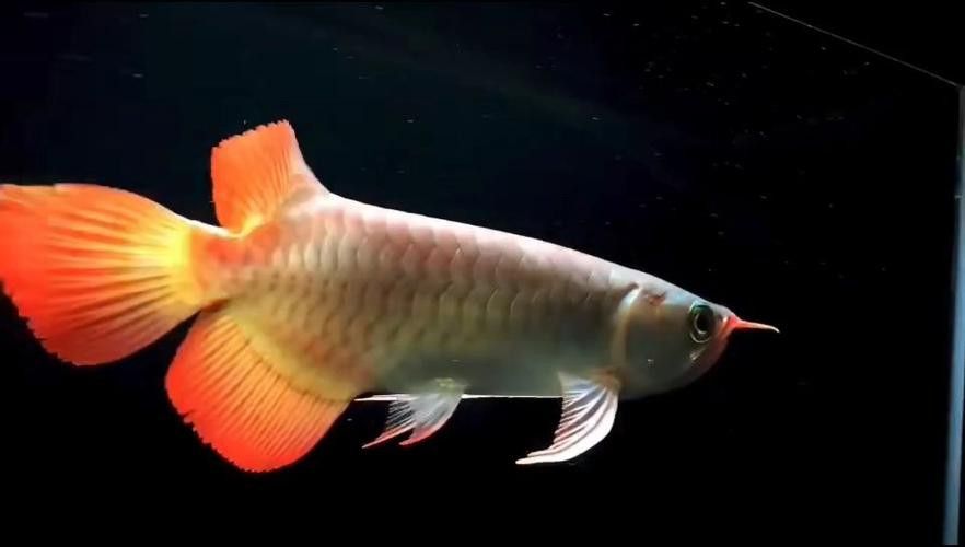 白玉紅龍魚圖片欣賞大全